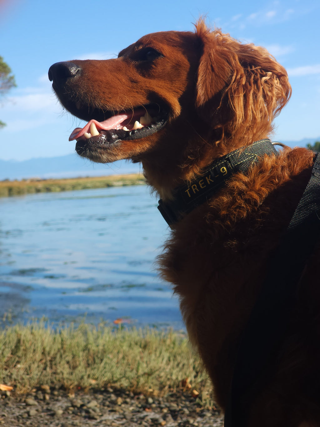 Trek-9 Adventure Dog Collar