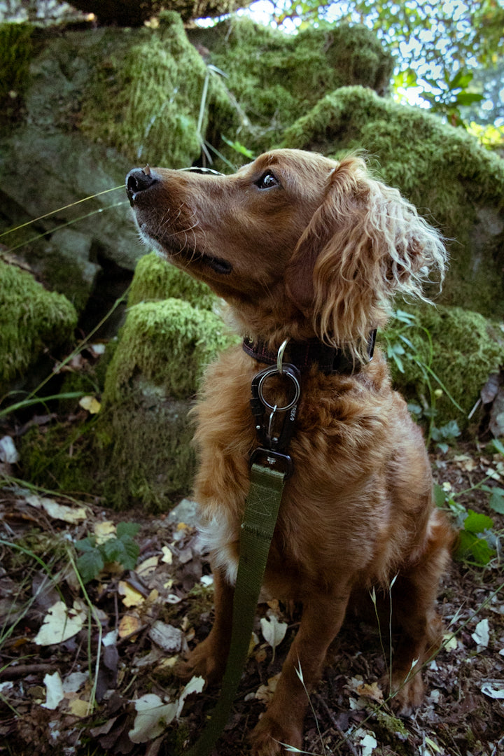 Trek-9 Adventure Dog Collar