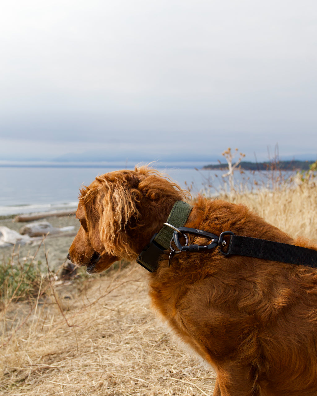 Long Line Leash – Camping & Training