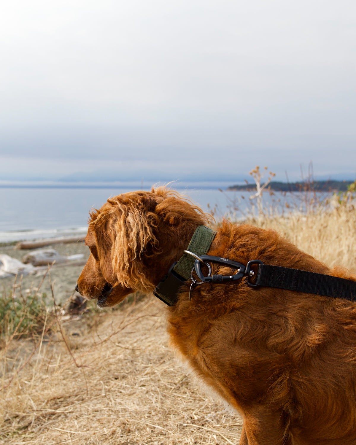 Long Line Leash – Camping & Training