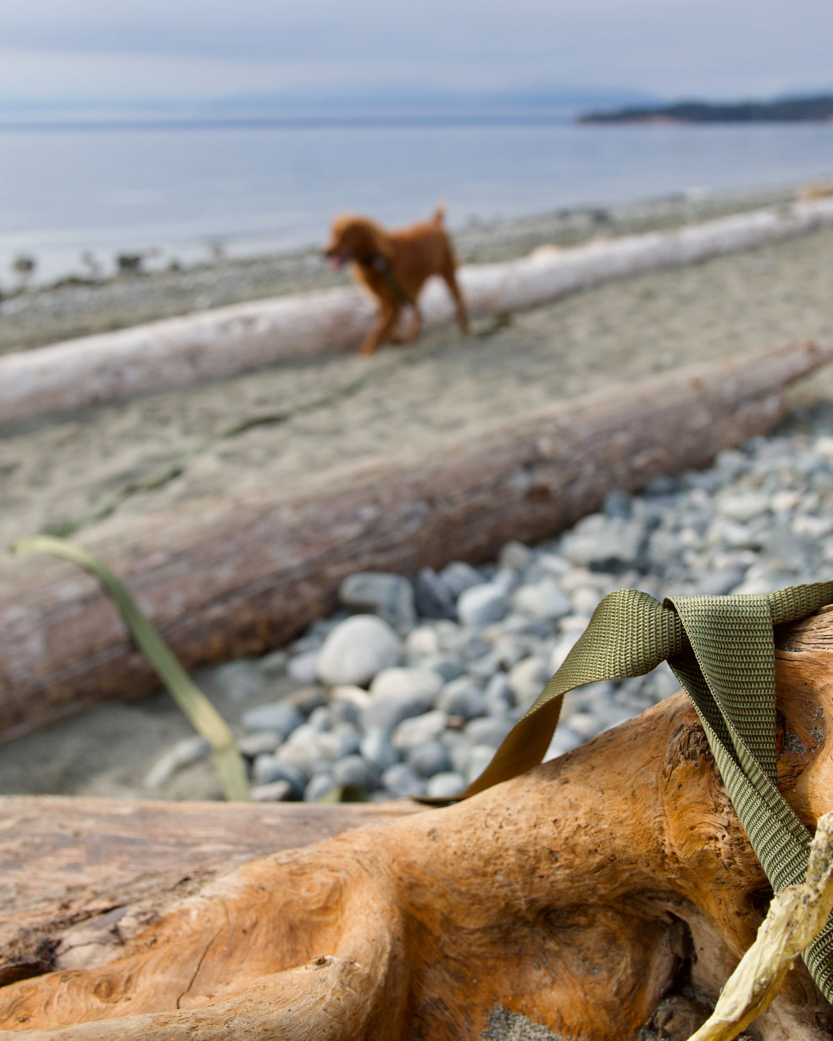 Long Line Leash – Camping & Training